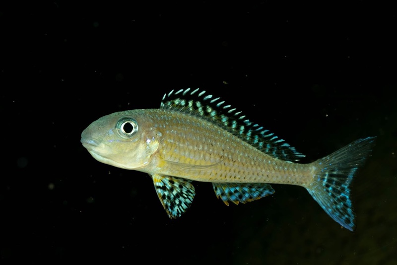 Xenotilapia papilio 'Tembwe Deux'